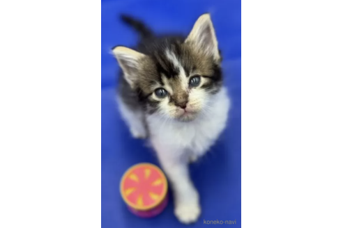 成約済の埼玉県のノルウェージャンフォレストキャット-80099の1枚目